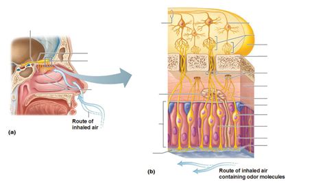 Special Senses Smell Diagram Quizlet