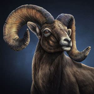 Bighorn Ram Illustration Thumb Joel Jensen Art