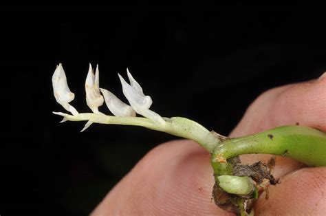 Bulbophyllum Unguiculatum Orchidaceae Image At Phytoimages Siu Edu