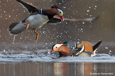 Image, Stock Photo Mandarin Duck mating | Thomas Reich, bilderreich