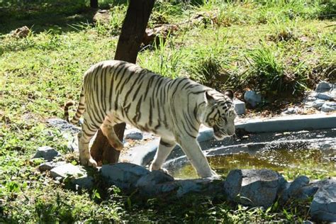 Exploring Mysore Zoo With Our Guide