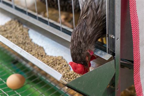 Chicken in a Cage. Chicken Farm Stock Photo - Image of chicken, group ...