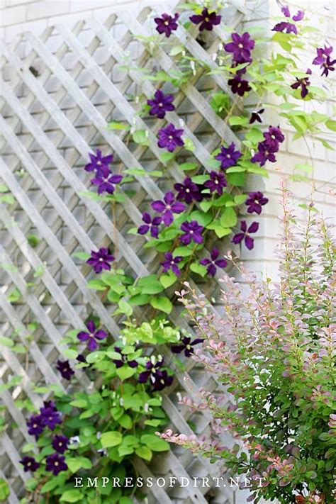 Clematis Vine On Trellis