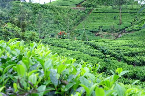 Health Benefits Of Ceylon Tea Halpe Tea Blog