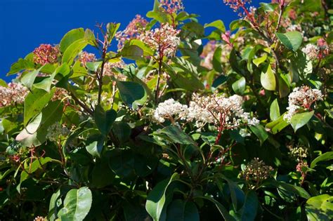 Australian Grow Guide: Photinia Red Robin | Ultimate Backyard