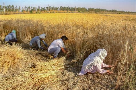 Covid Protocols In Punjab Mandis As Wheat Procurement Begins