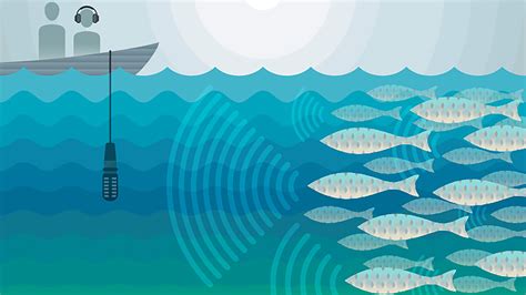 Can Sound Save a Fish? | College of Natural Sciences