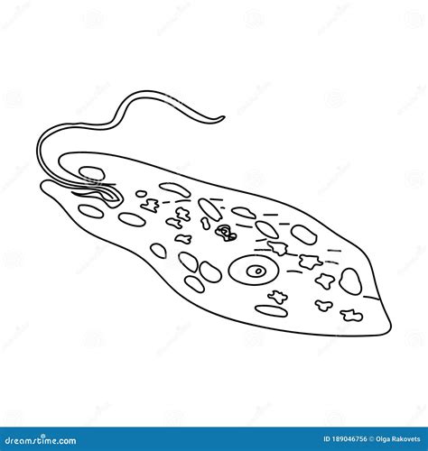 Vector Euglena Cross Section Diagram Representative Stock