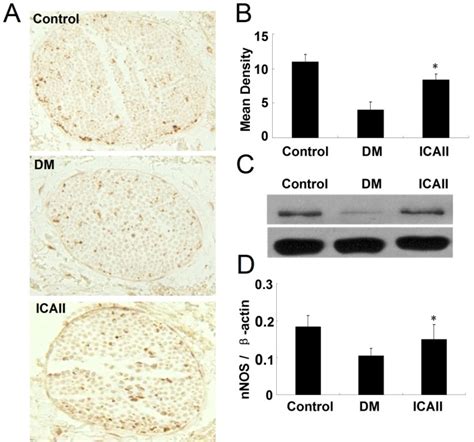 Ica Ii Enhances The Nnos Expression In Diabetic Rat Corpus Cavernosum