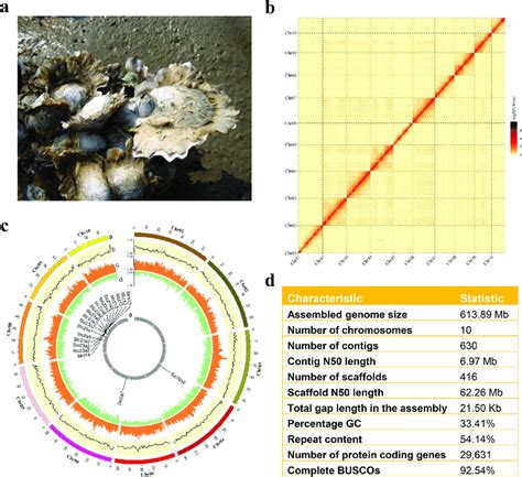 Chromosome Level Assembly Of The Estuarine Oyster Crassostrea