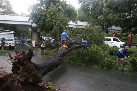 Toppled Tree Blocks Road In Manila The Manila Times