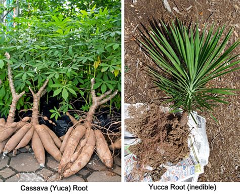 Yucca Plant Root