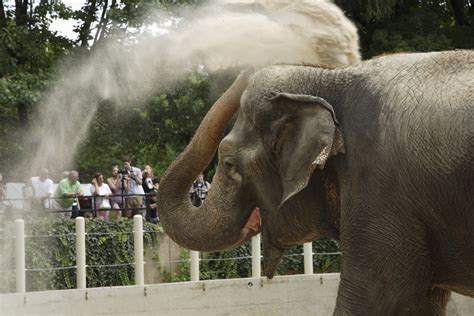 10 Things You Didn T Know About Asian Elephants At The Smithsonian Smithsonian