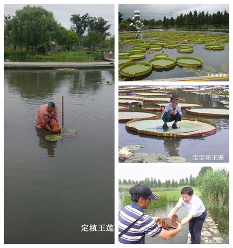 上海辰山植物园系统掌握沪上王莲露天栽培技术 中国公园