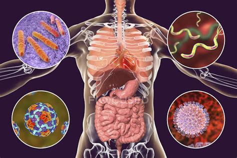 Las Bacterias De Nuestro Sistema Gastrointestinal Aliadas Contra La