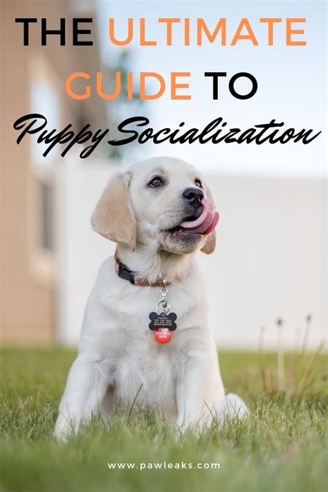 Puppy Socialization How To Socialize Your Puppy Dog Leash Training