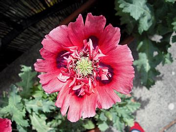 Papaver Somniferum Wikipedia