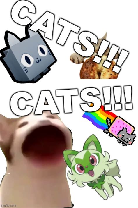 Cats Imgflip