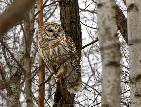 Chouette Ray E Strix Varia Barred Owl Merci Beaucoup P Flickr