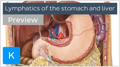 Lymphatics Of The Stomach And Liver Preview Human Anatomy Kenhub