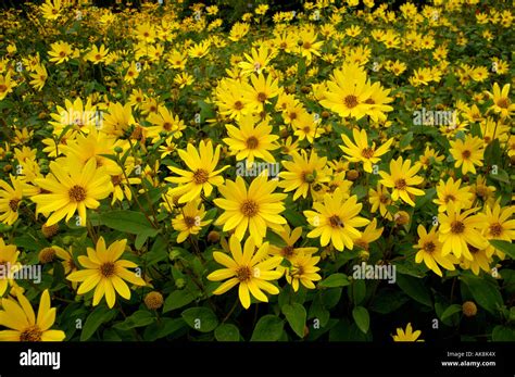 Pale Leaf Woodland Sunflower Stock Photo Alamy