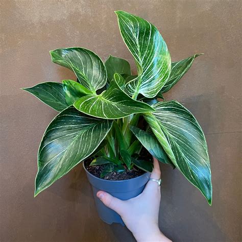 Philodendron ‘birkin 14cm Pot Grow Urban Edinburgh