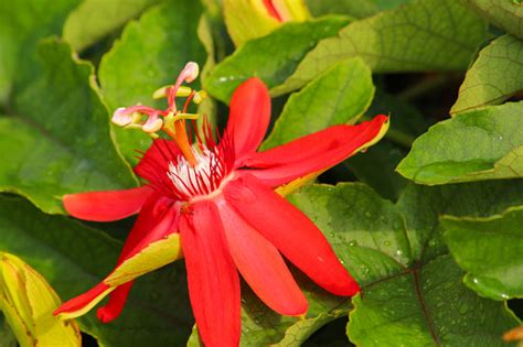 Red Passion Fruit Flower Red Passiflora Coccinea Stock Photo - Download ...