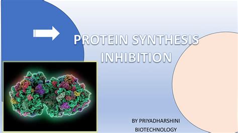 Protein Synthesis Inhibition Ppt