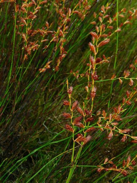 Flatreeds From Greyton Nature Reserve South Africa On April