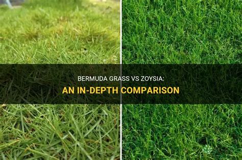 Bermuda Grass Vs Zoysia An In Depth Comparison Shuncy