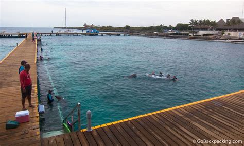 Swimming with Dolphins in Cancun - Go Backpacking