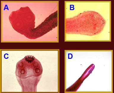 CESTODES Flashcards Quizlet