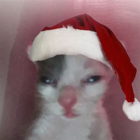 Cristmas Kitten Pfp Милый кот Питомец Домашние животные юмор