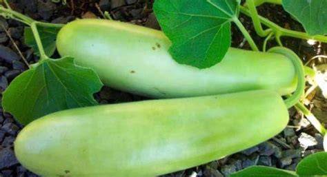 Long Bottle Gourd Nam Tao Yao Seeds Asian Vegetable Etsy