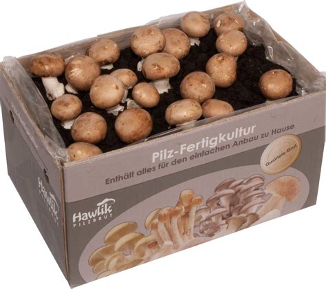 Hawlik Pilzbrut Bio Shiitake Kultur Zum Selber Z Chten Xxl