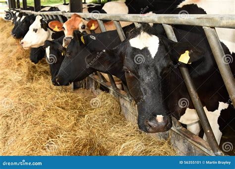 Cows Feeding Process On Modern Farm Close Up Cow Feeding On Milk Farm