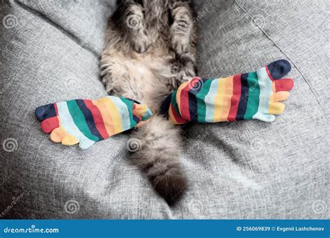 Multi Colored Socks On The Paws Of A Cat Funny Cat Wearing Socks