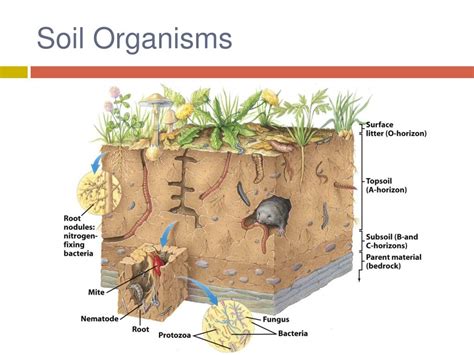 PPT - Soil Resources PowerPoint Presentation, free download - ID:3890317