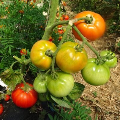 Plant Tomate Greffée Merveille des Marchés 100 bio Plantzone