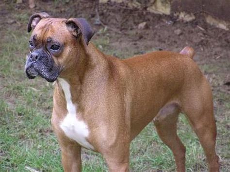 Diseases of a Boxer Dog - Pets