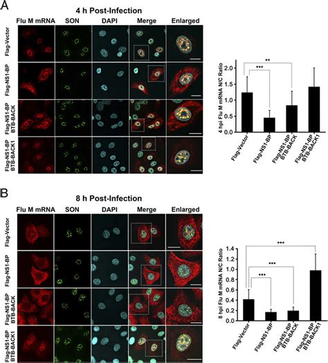 The Back Domain Of Ns1 Bp Mediates Viral M Mrna Nuclear Export A549