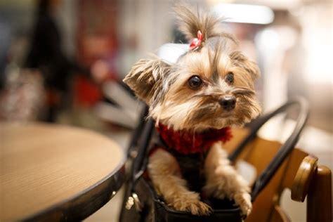 Cachorro Yorkshire Filhote Saiba Mais Sobre Ele Petlove