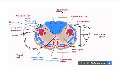 Sectional Organization Of The Spinal Cord Showing The Dorsal Root