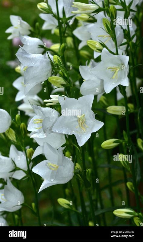 Peach Leaf Bellflower Paper Bellflower Peach Bells Peach Leaved