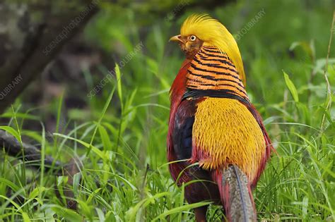 Golden pheasant male - Stock Image - C048/4691 - Science Photo Library