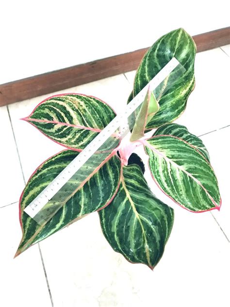 Rare Aglaonema Sapphire Suzanne Zebra Lines Furniture Home Living