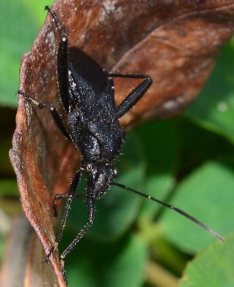 Broad Headed Bug Alydus Bugguide Net