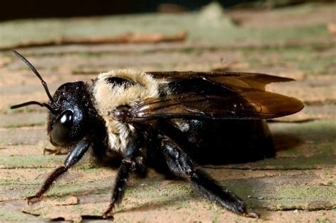 Carpenter Bees Pest Control