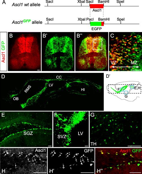 In Vivo Analysis Of Ascl Defined Progenitors Reveals Distinct