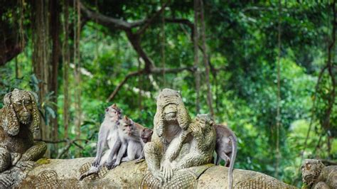 Ubud Tour Quad Bike Monkey Forest Tegalalang Rice Terrace